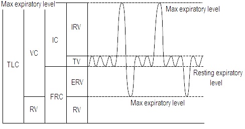 Pulmonary Function Measurements 肺功能测量