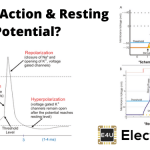 Action Potential and Resting Potential 动作电位和静息电位